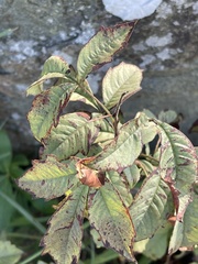 Searsia transvaalensis