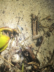 Bellorchestia