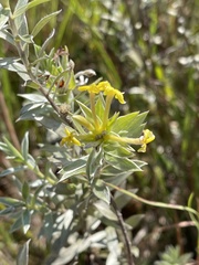 Lasiosiphon splendens