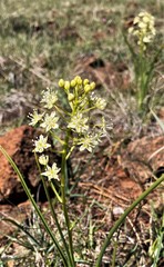 Toxicoscordion micranthum