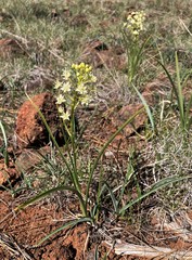 Toxicoscordion micranthum