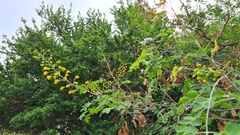 Erythrostemon mexicanus