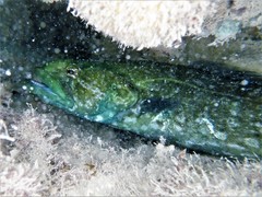 Congrogadus subducens