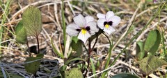 Viola cuneata