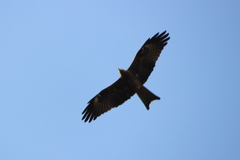 Milvus migrans govinda