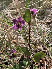 Viola cuneata