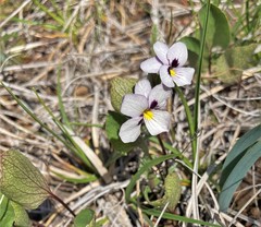 Viola cuneata