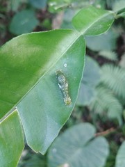 Papilio bianor thrasymedes
