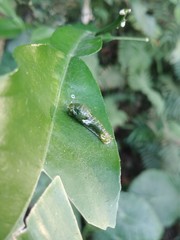 Papilio bianor thrasymedes