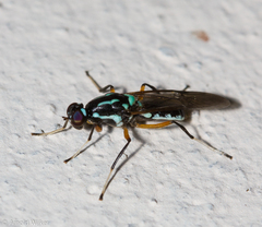 Raphiocera