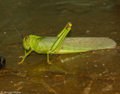 Tropidacris cristata grandis