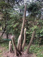 Cleistocactus strausii