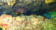 Vincentia conspersa