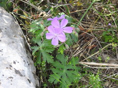Geranium atlanticum