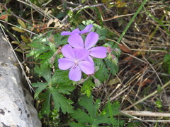 Geranium atlanticum
