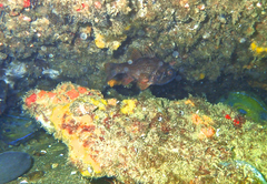Vincentia conspersa
