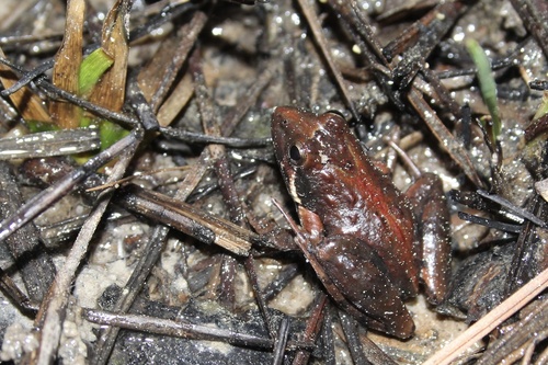 Southern Cricket Frog