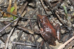 Southern Cricket Frog photo 3
