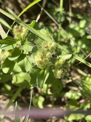 Acanthospermum glabratum