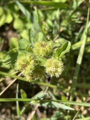 Acanthospermum glabratum