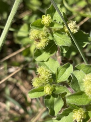 Acanthospermum glabratum