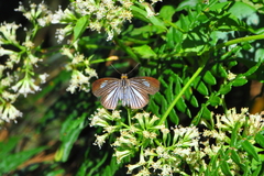 Pythonides lancea