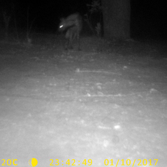 Hyaena hyaena