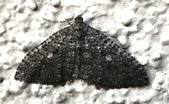 Triphosa californiata