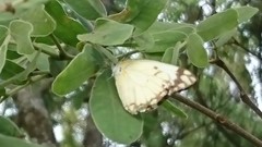 Belenois creona severina