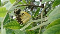 Belenois creona severina