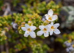 Acantholippia seriphioides