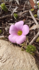 Oxalis orthopoda