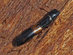 Nemozoma elongatum