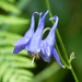 Common Columbine - Photo (c) gailhampshire, some rights reserved (CC BY)