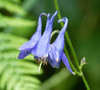Common Columbine - Photo (c) gailhampshire, some rights reserved (CC BY)