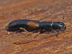 Nemozoma elongatum