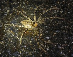 Eusparassus