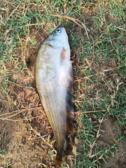 Notopterus notopterus