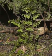 Hymenophyllum dentatum