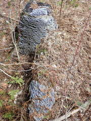 Trametes versicolor image