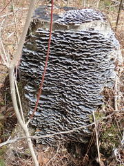 Trametes versicolor image