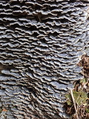 Trametes versicolor image