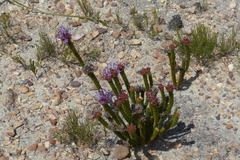 Rhigiophyllum squarrosum