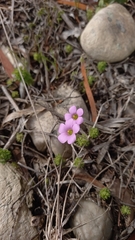 Oxalis orthopoda