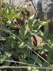 Vangueria venosa