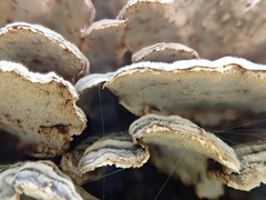Trametes versicolor image