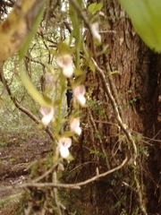 Sarcochilus australis