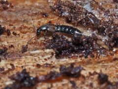 Phloeopora corticalis