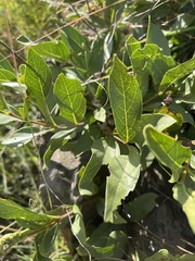 Vangueria venosa