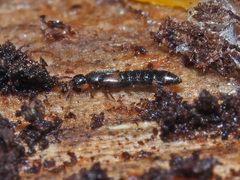 Phloeopora corticalis